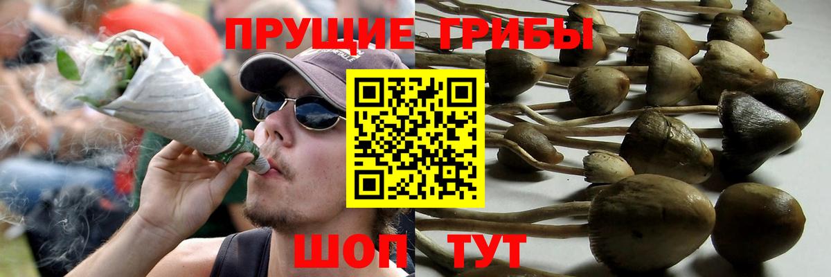 Псилоцибиновые грибы мицелий Черногорск